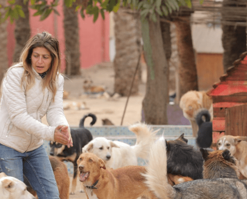 Dog rescue mission Our Mission