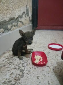 Dog Rescue Discription