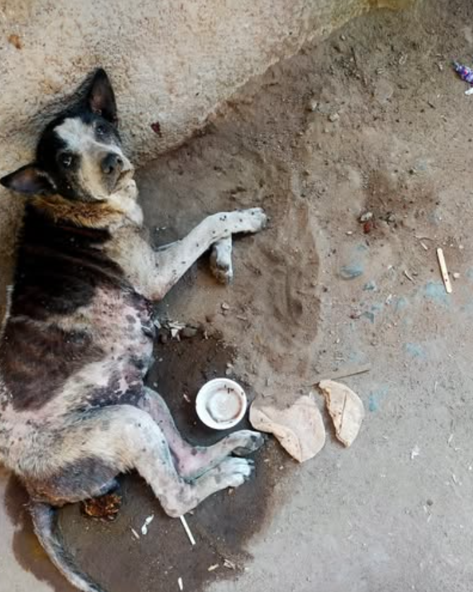 dog rescue success stories