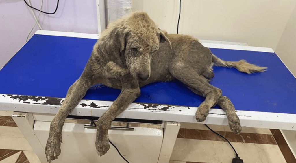 Dog Rescue Success Stories That Will Inspire You 2 dog rescue success stories