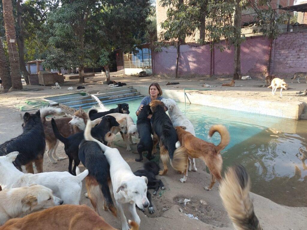 HomePage Dog Rescue 5 WhatsApp Image 2025 06 27 at 00.36.58 32b68491