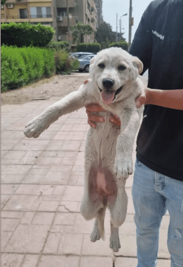 HomePage Dog Rescue 3 Screenshot 2025 07 12 202535