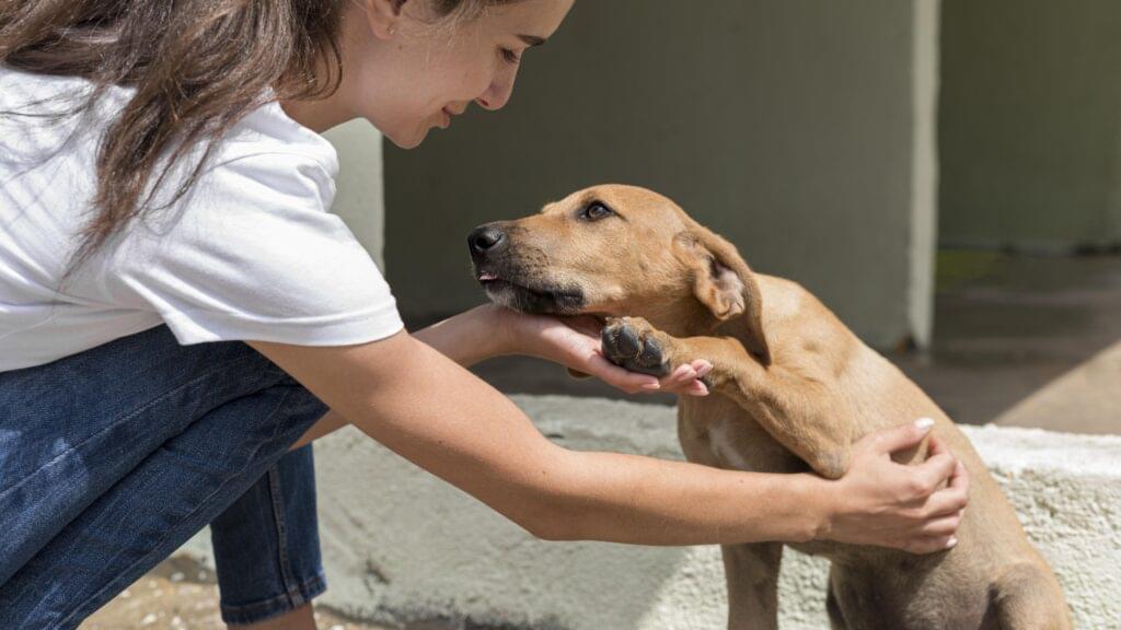 HomePage Dog Rescue 2 rescue dog