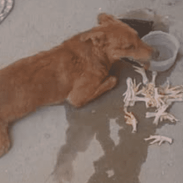 Dog Rescue